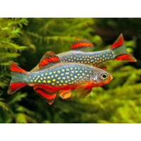 Galaxy Rasbora Celestial Pearl Danio 2cm