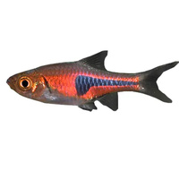Rasbora Espei 3cm 