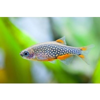 Rasbora Galaxy 