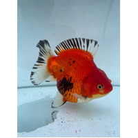 Red Black Oranda Goldfish Short Tail 7cm