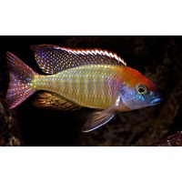 Red Caps Cichlid - Lethrinop Itungi 4-6cm