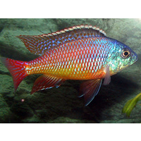 Red Empress Cichlid - Protomelas Taeniolatus 4-5cm
