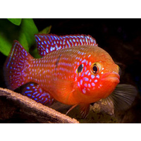 Red Forest Jewel Cichlid - Hemichromis Bimaculatus 3.5-6cm