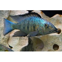 Rostratus 'Malawi Sand Diver' 5cm Live African Cichlid