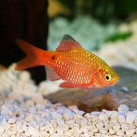 Rosy Barb 4cm