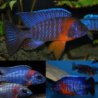 Red Shoulder Peacock Cichlid 5cm *Great Colours*