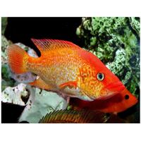 Red Bay Snook Cichlid - Petenia Splendida 6cm