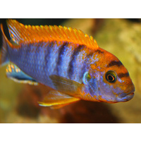 Hongi Red Top Cichlid - Labidochromis Hongi  4cm