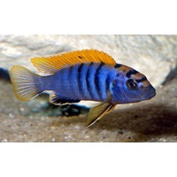Hongi Red Top Cichlid - Labidochromis Hongi  5cm