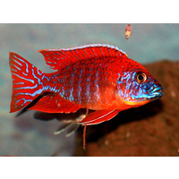 Rubin Red Peacock Cichlid - Aulonocara Spec Rubin Red (Roter Kaiser) 7cm
