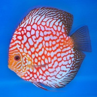 Discus Pigeon Checkerboard 15cm