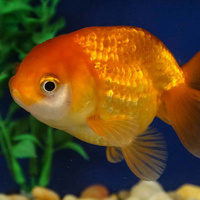 Ranchu Goldfish 6-7cm Assorted Colors