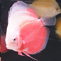Discus Red and White 9cm