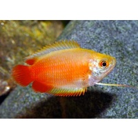 Dwarf Red Honey Gourami 5cm