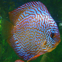 Discus Red Turquoise 5cm