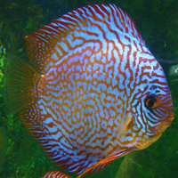 Discus Red Turquoise 11cm+ *HQ* *very nice display fish*
