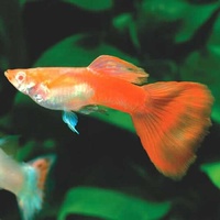 Male Guppy Extravagant Colours 3.5cm
