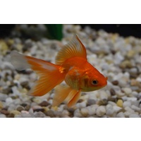 Ryukin Goldfish 5cm Various Colours