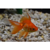 Ryunkin Goldfish 5cm Various Colours