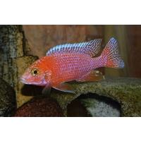 Strawberry Peacock Cichlid - 5cm