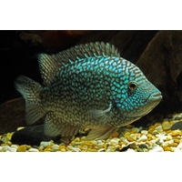 Super Green Texas Cichlid 12cm
