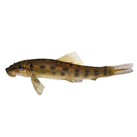 Sucking Cat fish 5cm