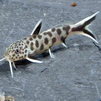 Petricola Catfish - Dwarf Synodontis Ocellifer 10cm