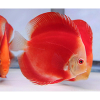 Discus Solid Red 9cm