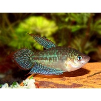 Sparkling Gourami 2cm