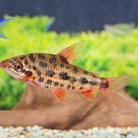 Strawberry Leporinus Granti