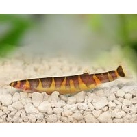 Kuhlii Loach - Pangio kuhlii 5cm
