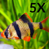 Tiger Barb - Puntius Tetrazona -2.0 CM 5X