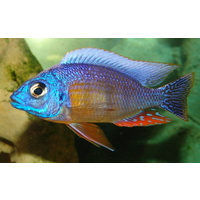 Taiwan Reef Cichlid - Protomelas Steveni Taiwan Reef 4-5cm