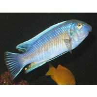 Red Top Trewavasae Cichlid - Labeotropheus Trewavasae 4cm