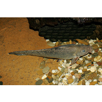 Tandanus Catfish 7-10cm Eel-Tailed Catfish