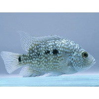 Texas Cichlid 3.5cm