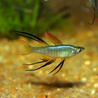 Threadfin Rainbow 4cm