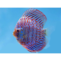 Discus Tiger Turquoise 9cm