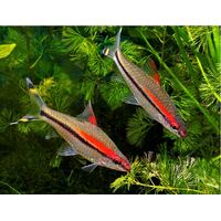 Redline Torpedo Barb Fish 10-12cms Sahyadria denisonii ( School of 3 ) Trio *VERY NICE*