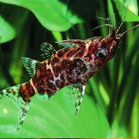 Dwarf Upside Down Catfish - Synodontis Nigriventris 3.5cm