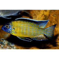 Flavescent Peacock Cichlid - Aulonocara stuartgranti Usisya 6cm