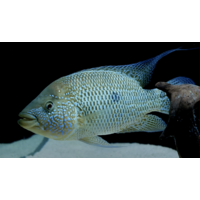 Umbee Turquoise American Cichlid 3cm
