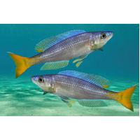 Cyprichromis leptosoma "Utinta"  5cm