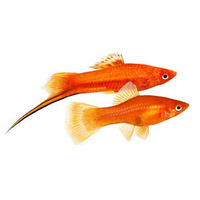 Various Sword Tails 6-7cm