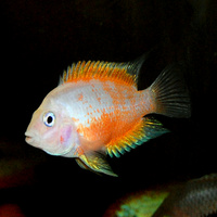 White Convict Cichlid - Amatitlania Nigrofaciata 9cm