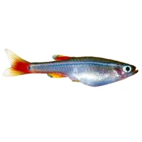 White Cloud Mountain Minnow 3cm