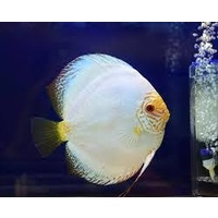 White Butterfly Discus 5cm