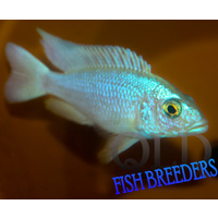 Ice Blue White Knight Cichlid - Sciaenochromis Fryeri Ahli