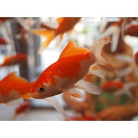Wakin Gold Fish 6cm Red & White