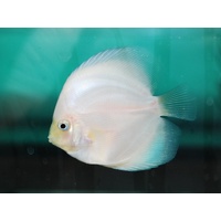 White Discus 9cm